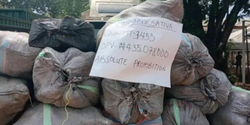 Customs Intercepts 3,453 Parcels of Cannabis in Ogun State