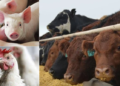 FG Injects Over 200,000 Animal Vaccines into Gombe’s Livestock Sector