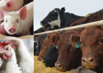 FG Injects Over 200,000 Animal Vaccines into Gombe’s Livestock Sector