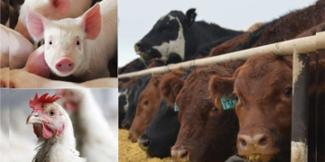 FG Injects Over 200,000 Animal Vaccines into Gombe’s Livestock Sector