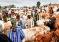 Kano to Revamp Livestock Trading, Modernize Meat Processing
