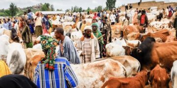 Kano to Revamp Livestock Trading, Modernize Meat Processing