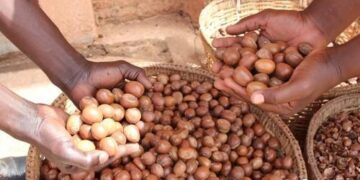 FG Engages Stakeholders, Promises to Review Shea Butter Ban
