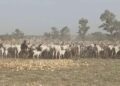 Troops Reclaim 529 Rustled Livestock From Terrorists in Katsina