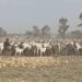 Troops Reclaim 529 Rustled Livestock From Terrorists in Katsina