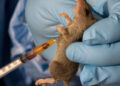 Lassa Fever Outbreak: Plateau State Reports 11 Cases and 4 Fatalities