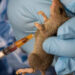 Lassa Fever Outbreak: Plateau State Reports 11 Cases and 4 Fatalities