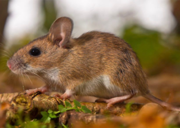 Lassa Fever Outbreak in Bauchi: 11 Cases and Four Deaths Confirmed