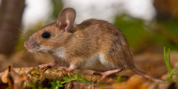 Lassa Fever Outbreak in Bauchi: 11 Cases and Four Deaths Confirmed