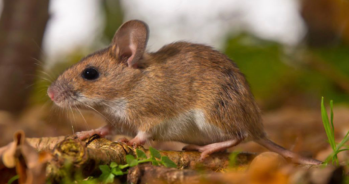 Lassa Fever Outbreak in Bauchi: 11 Cases and Four Deaths Confirmed