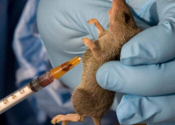 Lassa Fever Outbreak Claims 10 Lives in Benue State