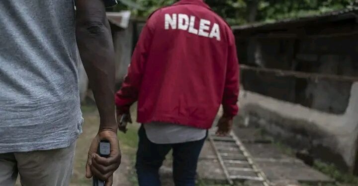 NDLEA’s ‘Operation Sharar Mafaka’ Nets 52 Suspects