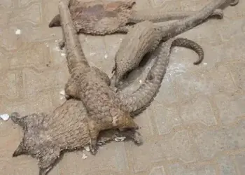 Customs Seizes Live Pangolins in Major Wildlife Crackdown