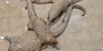 Customs Seizes Live Pangolins in Major Wildlife Crackdown