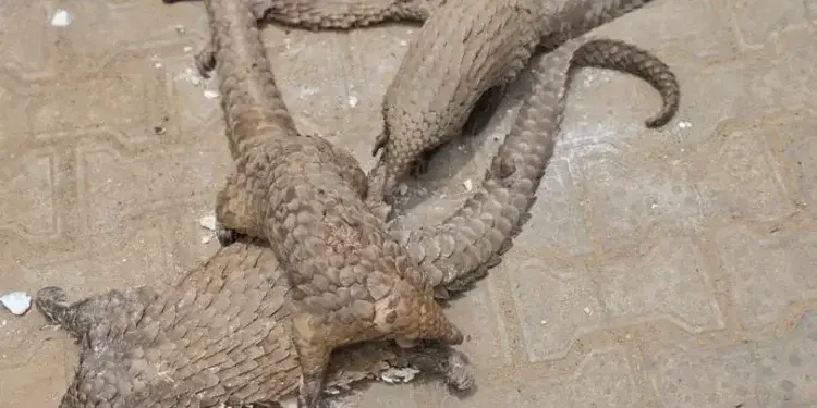 Customs Seizes Live Pangolins in Major Wildlife Crackdown