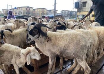 Hajj: Group Demands NAHCON Committee Over Animal Sacrifice Scams