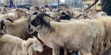 Hajj: Group Demands NAHCON Committee Over Animal Sacrifice Scams