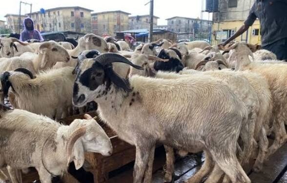 Hajj: Group Demands NAHCON Committee Over Animal Sacrifice Scams