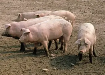 Man Arrested for Stealing Four Pigs in Kaduna