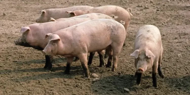 Man Arrested for Stealing Four Pigs in Kaduna