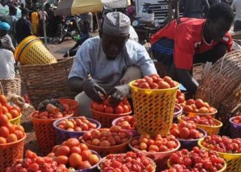 Tomatoes Hit N130,000 Per Basket as Eid Vegetable Prices Soar in Minna