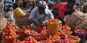 Tomatoes Hit N130,000 Per Basket as Eid Vegetable Prices Soar in Minna
