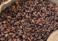 Tinubu Unveils Plan to Break Africa’s Raw Cocoa Cycle