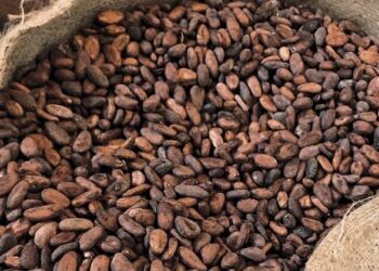 Tinubu Unveils Plan to Break Africa’s Raw Cocoa Cycle