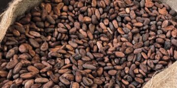 Tinubu Unveils Plan to Break Africa’s Raw Cocoa Cycle