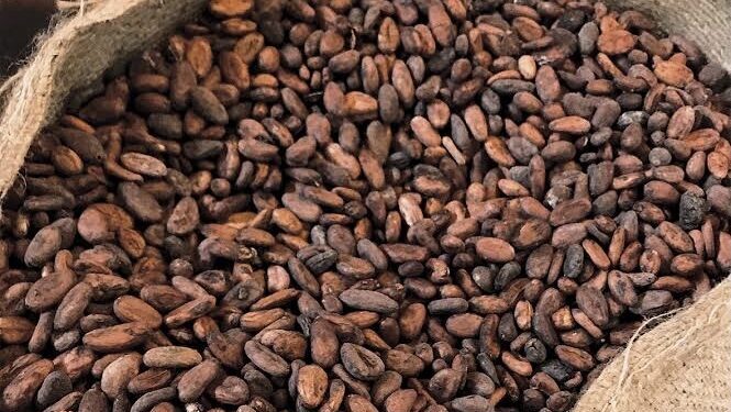 Tinubu Unveils Plan to Break Africa’s Raw Cocoa Cycle