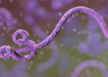 Ebola Outbreak Hits Record High with 1,400 Cases – WHO