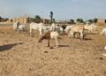 Sokoto Security Triumph: 137 Rustled Cattle Recovered, Zero Casualties