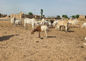 Sokoto Security Triumph: 137 Rustled Cattle Recovered, Zero Casualties