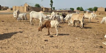 Sokoto Security Triumph: 137 Rustled Cattle Recovered, Zero Casualties