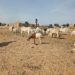 Sokoto Security Triumph: 137 Rustled Cattle Recovered, Zero Casualties