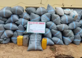 NDLEA Strikes: 1,359kg Cannabis Seized, Two Arrested in Edo Raid