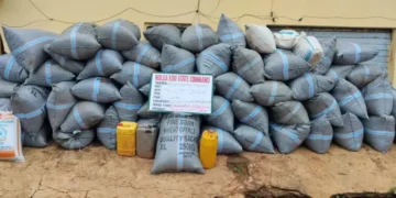 NDLEA Strikes: 1,359kg Cannabis Seized, Two Arrested in Edo Raid