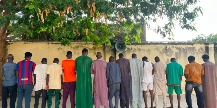 NDLEA Dismantles Six Drug Dens, Arrests 15 in Kano Raids